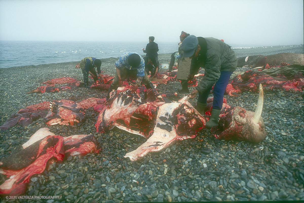 150 SIBERIA .jpg - Luglio/Agosto 1992. Siberia, terra dei Chukchi. Nell'oceano artico  125 Km a nord-est della penisola dei Chukchi (Siberia) c'Ã¨ l'isola di Wrangel, essa ospita piÃ¹ del doppio di specie vegetali (417) di qualsiasi territorio artico a paritÃ  di superficie nonchÃ¨ 30 specie diverse di uccelli oltre ad orsi polari, foche e trichechi ; per questo motivo   Ã¨ stata proclamata patrimonio dell'umanitÃ  dall'UNESCO. Nella foto Uelen , momenti della macellazione dei trichechi cacciati.